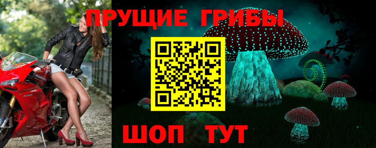 Псилоцибиновые грибы Psilocybine cubensis Александров